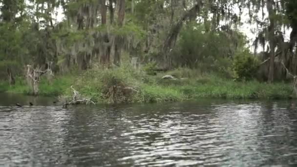 Rare Clip Protected Sand Hill Crane Lake Susan Clermont — Video Stock