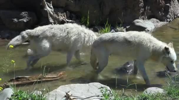 Two White Wolves Nature Standing Creek One Them Drinking Water — Stockvideo