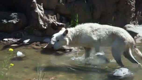 Lone White Wolf Nature Pawing Water Creak — Wideo stockowe