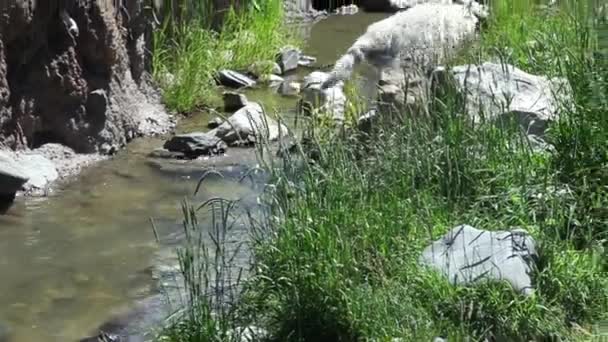 Two White Wolves Wandering Nature — Video Stock