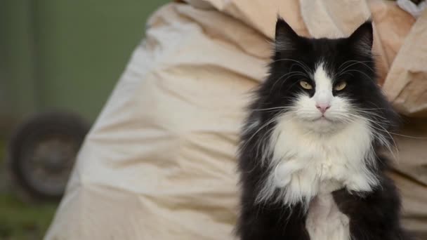 Long Haired Black White Cat — Stok video