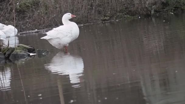 White Geese Grooming Pool Water — Wideo stockowe