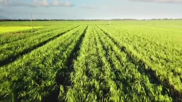 Drone Flying Low Straight Line Rows Sugarcane Plants — Stok video