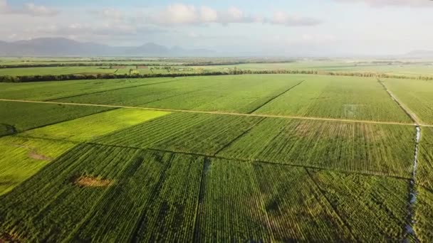 Drone Flying High Fields Sugarcane Mountains Background — Αρχείο Βίντεο