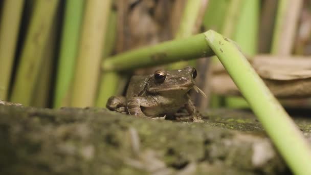 Frog Eating Bugs Habitat — Stock video