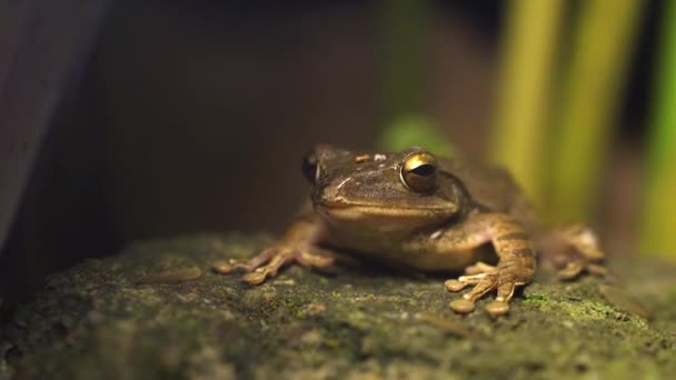 Bali Night Nature Frog — 비디오