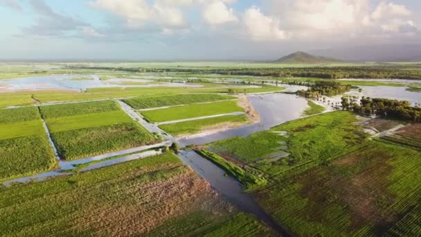 Drone Flying Forward Showing Flooded Sugarcane Fields Australian Wet Season — ストック動画
