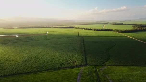 Drone Flying Enormous Sugarcane Fields Stretch Horizon Sunset Left Frame — Stockvideo