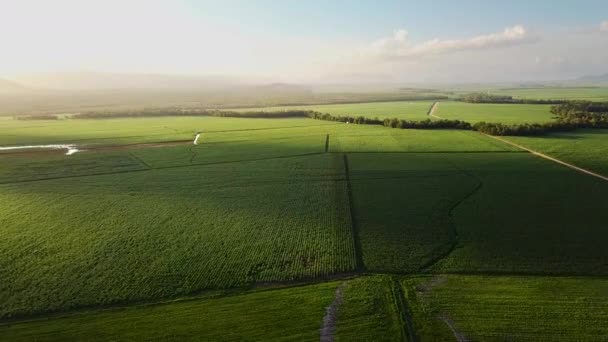 Drone Flying Enormous Sugarcane Fields Stretch Horizon Sunset Left Frame — 비디오