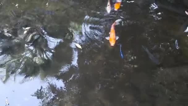 Big Goldfish Pond Swimming Tranquility — Vídeo de Stock