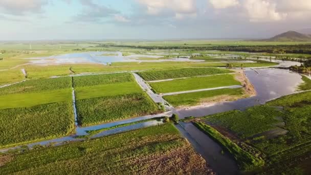 Drone Moving Left Showing Flooded Sugarcane Fields North Australian Wet — Stok video