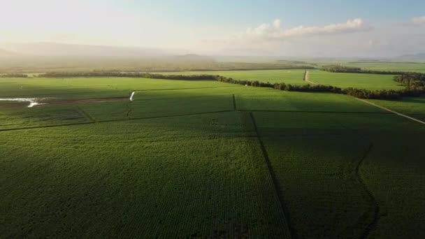 Drohne Kreist Hoch Über Endlosen Zuckerrohrfeldern Mit Warmem Sonnenuntergang Links — Stockvideo