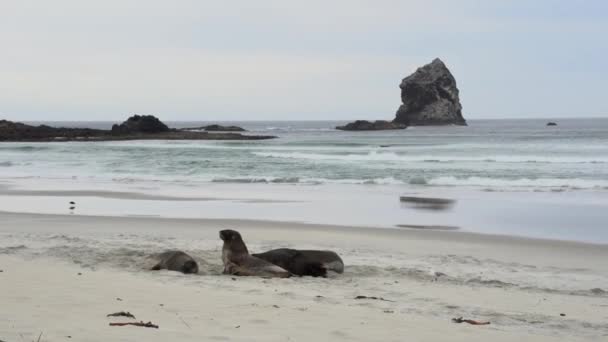 Seals Playing Together Beach — Video