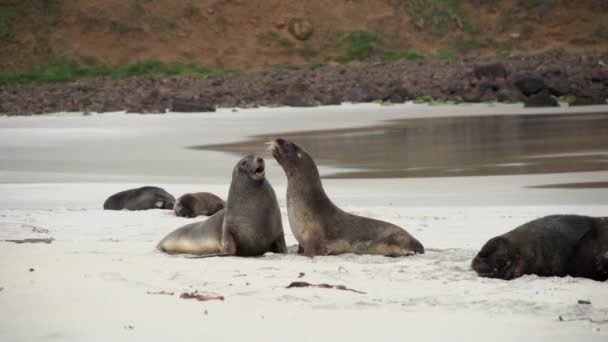 Seals Playing Together Beach — Video