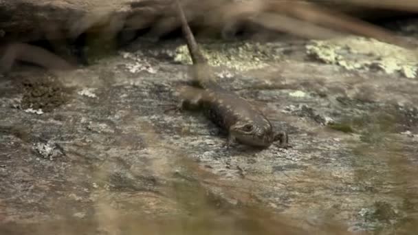 Lizard Running Away — Vídeo de Stock