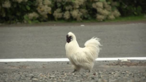 Funny Chicken Walking Next Road — стоковое видео