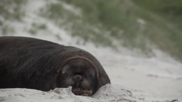 Seal Relaxing Beach Send Blowing — Video