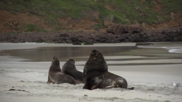 Seals Playing Together Beach — Video