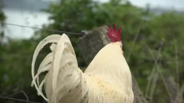 Cock Walking Fens — стоковое видео