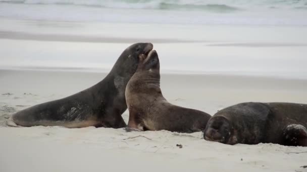 Seals Playing Together Beach — Vídeo de Stock