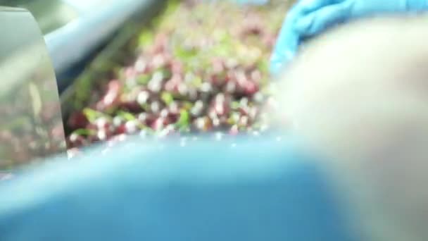 Cherry Factory Close Packing Choosing Washing Cherries — Video