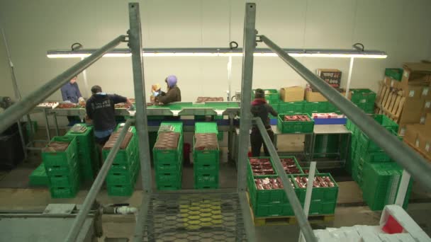 Cherry Factory Close Packing Choosing Washing Cherries — Stock video