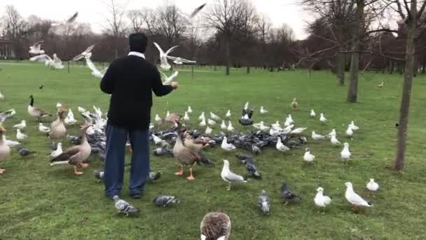 Static Shot Man Feeding Birds Hyde Park London — Video Stock