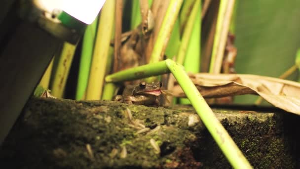 Bali Night Nature Frog Eats Insect — Vídeos de Stock