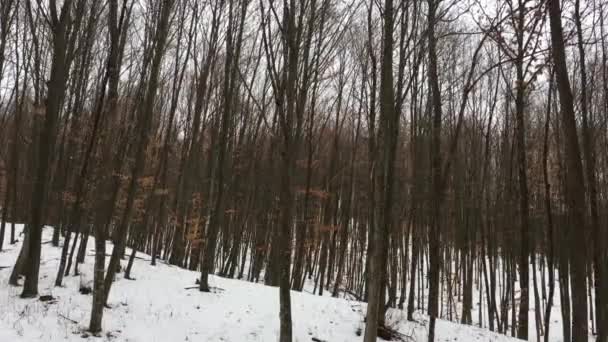 Walking Forest Winter Season — 비디오