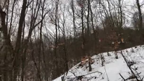 Walking Forest Winter Season — Wideo stockowe