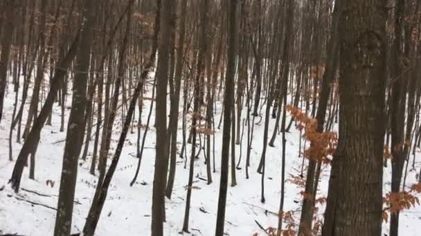 Прогулка Лесу Зимний Сезон — стоковое видео