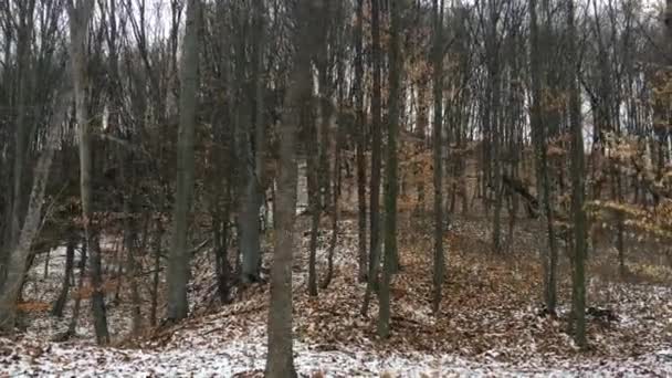 Caminando Por Bosque Temporada Invierno — Vídeos de Stock