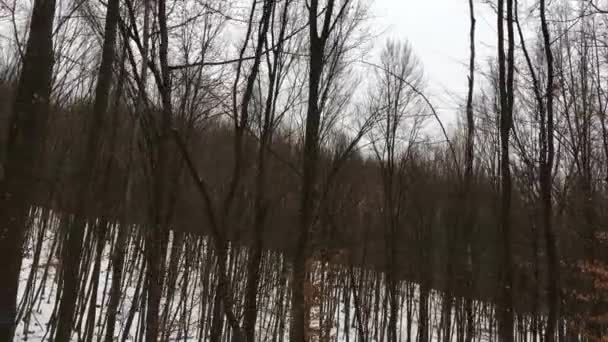 Walking Forest Winter Season — Wideo stockowe