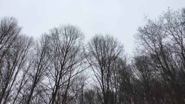 Caminar Por Camino Forestal Con Árboles Foco Temporada Invierno — Vídeos de Stock