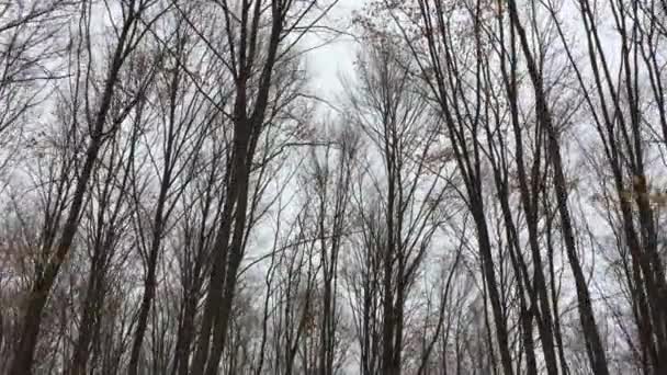 Walking Forest Road Trees Focus Winter Season — ストック動画