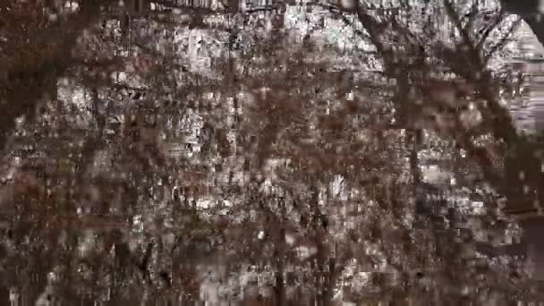 Прогулка Лесной Дороге Деревьями Фокусе Зимний Сезон — стоковое видео