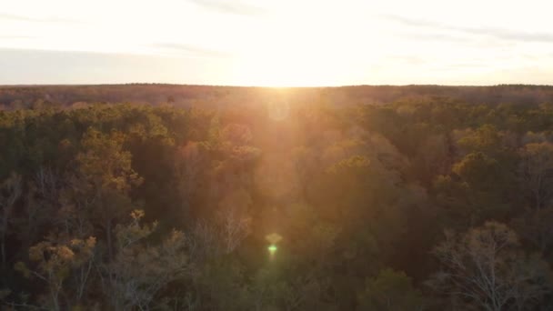 Reversing Forest Setting Sun Casts Golden Glow Canopy Turning Lens — Video Stock