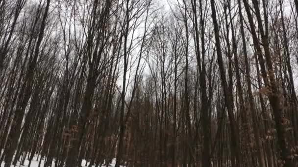 Walking Forest Road Trees Focus Winter Season — Stok video