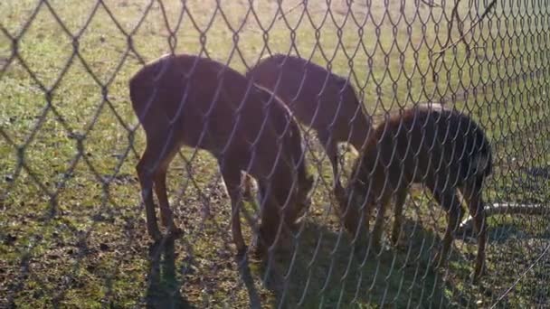 Three Deer Eating Wildlife Preserve — Stock Video