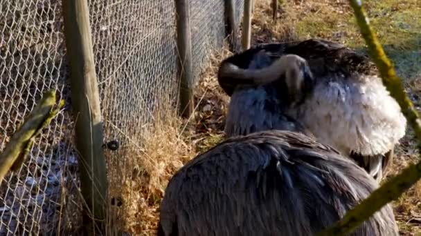 Rhea Cleans His Plumage — Stock Video