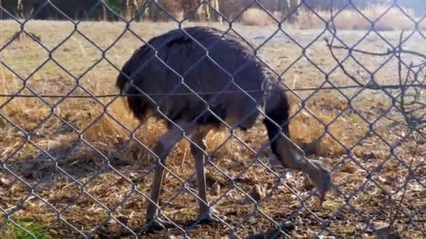 Rhea Berjalan Tanah Beku Sampai Matahari Menciptakan Pijar Lensa Terang — Stok Video