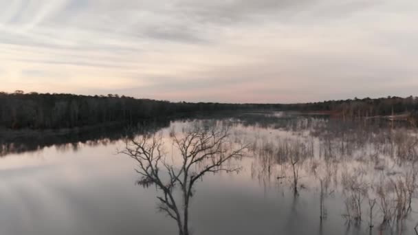 Slowly Flying Unique Tree Looks Deer Antlers Turning Reveal Beautiful — Stockvideo