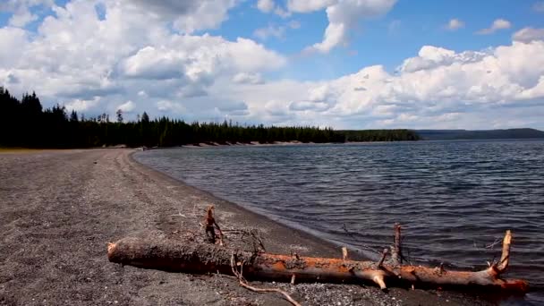 Tree Branch Piece Dead Wood Sitting Sand Shores Yellowstone Lake — Αρχείο Βίντεο