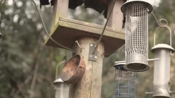 Bird Feeders Hang Bird Table Garden — Stock video