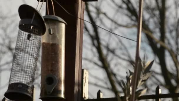 Bird Feeders Hang Bird Table Garden — Stockvideo