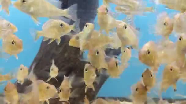 Маленькие Рыбки Сражаются Пространство Крошечной Области — стоковое видео