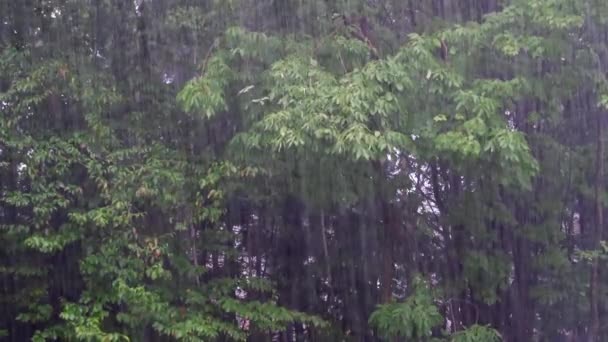 Trees Pouring Rain Forest — Video