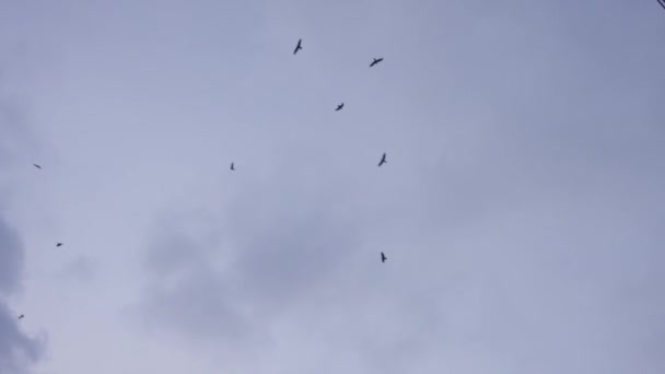 Birds Flying Dark Sky Filmed Red — Vídeos de Stock