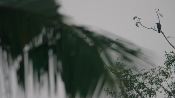 Bird Branch Palm Frame Slow Motion Filmed Red — Wideo stockowe