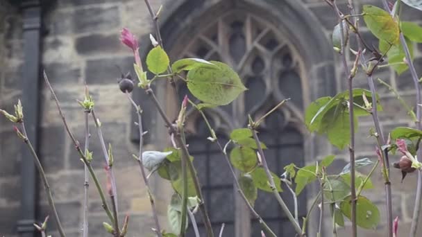 Old Gothic Church Window England — Vídeos de Stock